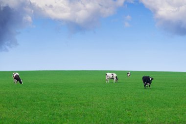 Yeşil alanına inek otlatmak