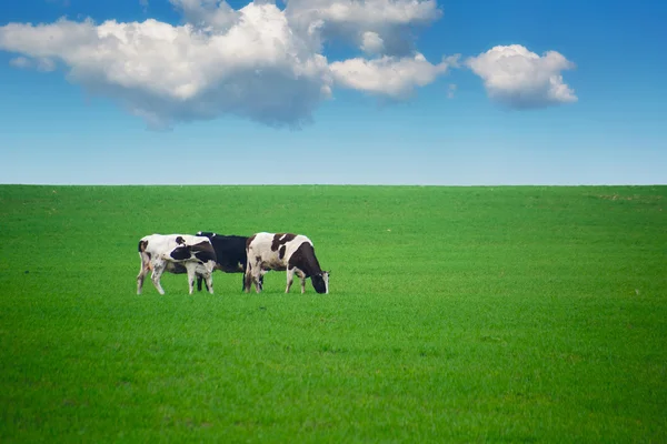 Kühe grasen auf der grünen Wiese — Stockfoto