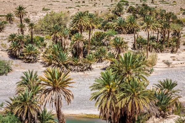 Ampia vista di campi coltivati e palme in Errachidia Marocco N — Foto Stock