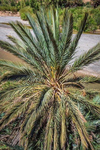 Vegetation und Wasser in der Oase Marokkos — Stockfoto