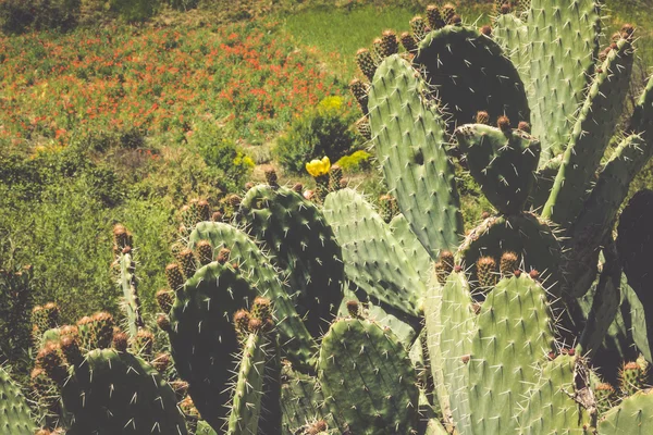 Exotic plants. Close-up of a prickly cactus — Stock Photo, Image