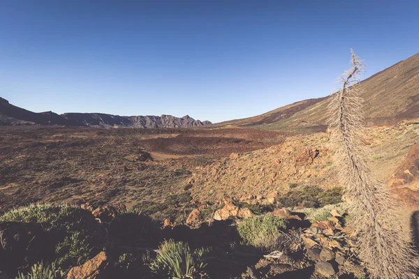 Landscape in Teide National Park, Canary Island Tenerife, Spain — Stock Photo, Image