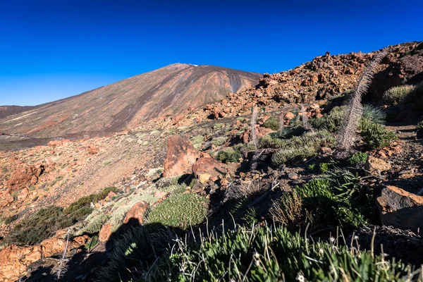 Nationalparken El Teide, Teneriffa, Kanarieöarna, Spanien — Stockfoto
