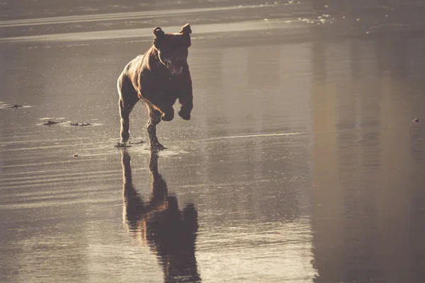 Dog travel happy run on the beach — Stock Photo, Image