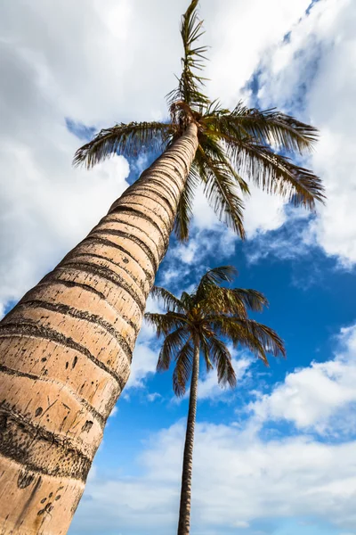 An image of two nice palm trees in the blue sunny sky — Stock Photo, Image