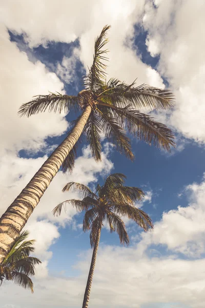 An image of two nice palm trees in the blue sunny sky — Stock Photo, Image