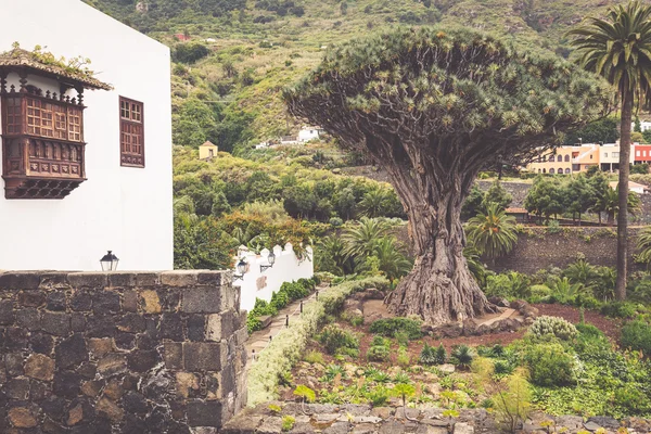 Berühmter drachenbaum drago milenario in icod de los vinos teneriffa — Stockfoto