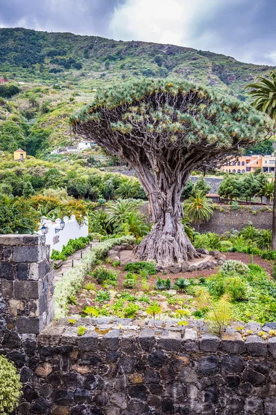 イコー デ ロス ビノス テネリフェ島で有名なドラゴン ツリー ドラゴ Milenario — ストック写真