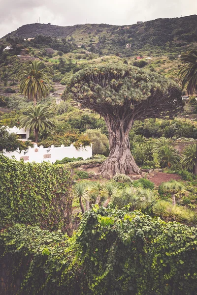 Ünlü Ejder ağacı Drago Milenario Icod de Los Vinos Tenerife — Stok fotoğraf