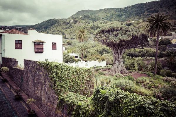 Berömda Dragon Tree Drago Milenario i Icod de los Vinos Teneriffa — Stockfoto