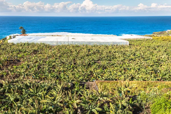 Bananenplantage auf der kanarischen Insel Teneriffa, Spanien — Stockfoto