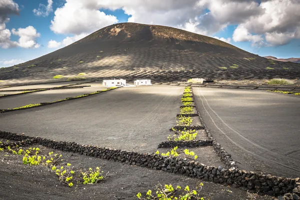 Vignobles en La Geria, Lanzarote, Espagne . — Photo