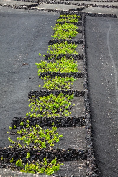 Vineyards in La Geria, Lanzarote, canary islands, Spain. Stock Photo