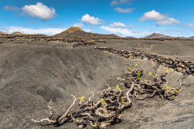la geria, lanzarote, Kanarya Adaları, İspanya üzüm bağları.