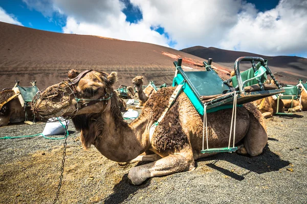 Velbloudi v národním parku Timanfaya čeká na turisty, Lanzar — Stock fotografie