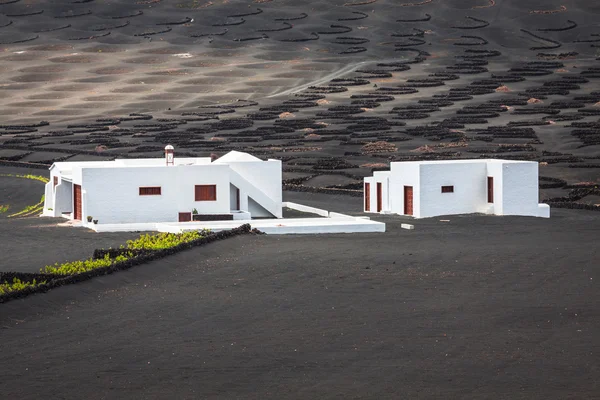 Wine farm in la geria lanzarote — Stock Photo, Image