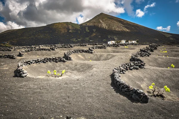 Adegas em La Geria, Lanzarote, Ilhas Canárias, Espanha . — Fotografia de Stock