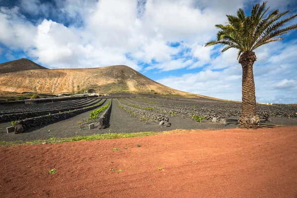 Vigneti a La Geria, Lanzarote, Isole Canarie, Spagna — Foto Stock