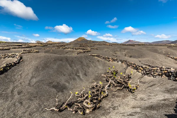 Vineyards in La Geria, Lanzarote, canary islands, Spain. — Stock Photo, Image