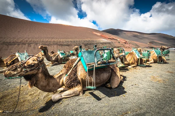 Camellos en el Parque Nacional de Timanfaya esperando turistas, Lanzarot — Foto de Stock