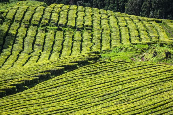 Чайная плантация в Порто-Формозу. Удивительный пейзаж — стоковое фото