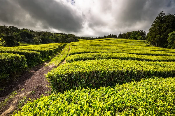 Teeplantage in porto formoso an der Nordküste der Insel — Stockfoto