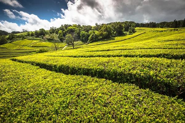 Tea ültetvény Porto Formoso-ban. Csodálatos táj outstandin — Stock Fotó