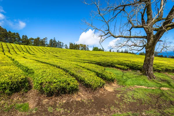 在波尔图 Formoso 的茶叶种植园。令人惊叹的景观的 outstandin — 图库照片