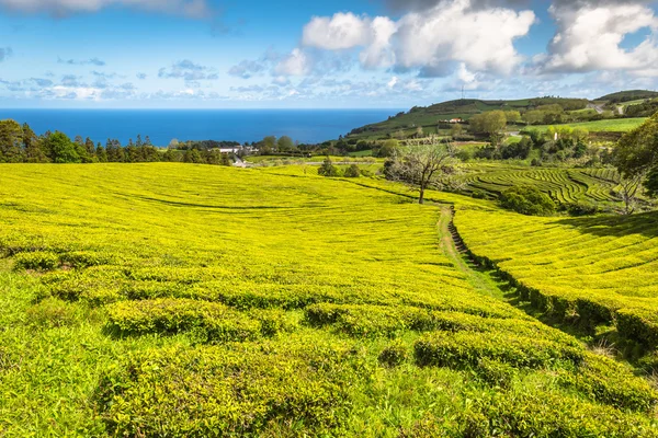 Teeplantage in porto formoso an der Nordküste der Insel — Stockfoto