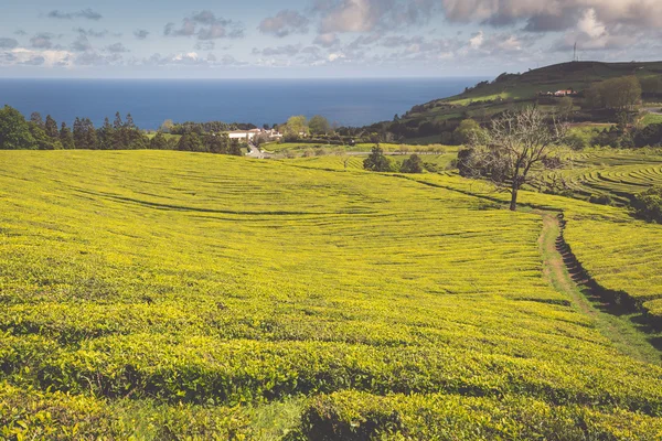 Plantación de té en Porto Formoso. Increíble paisaje de outstandin — Foto de Stock
