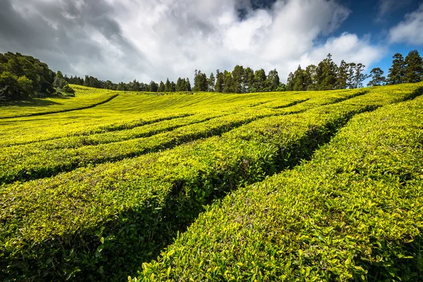 Portugália Azori szigetek Sao Miguel tea ültetvény — Stock Fotó