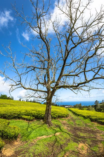 Lonely tree on the mountain at beautiful landscape of tea planta — Stock Photo, Image