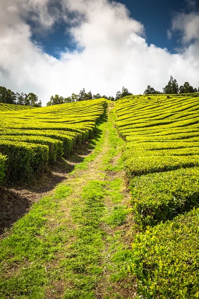 Tea plantation in Porto Formoso. Amazing landscape of outstandin — Stock Photo, Image