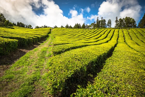 Tea ültetvény Porto Formoso-ban. Csodálatos táj outstandin — Stock Fotó