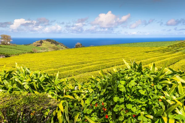Portugalsko Azorských ostrovů Sao Miguel čajové plantáže — Stock fotografie