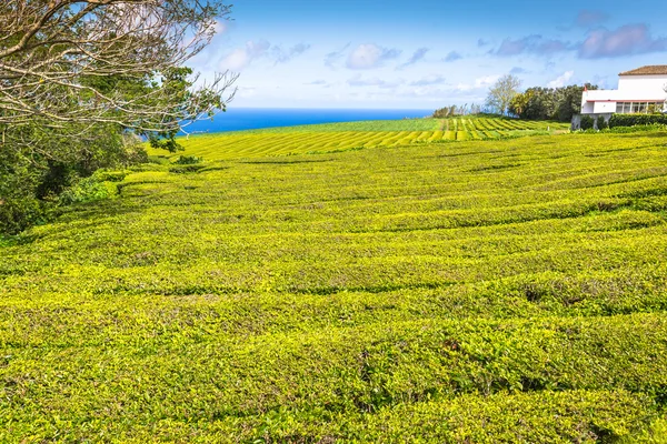 Плантация чая на Азорских островах в Сан-Мигеле — стоковое фото