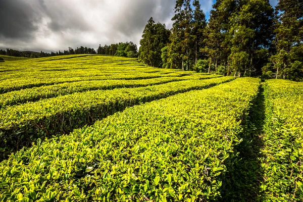Portugalia Wyspy Azorów Sao Miguel Herbata plantation — Zdjęcie stockowe