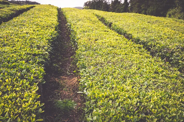 Portugal Azores Islands Sao Miguel tea plantation — Stock Photo, Image