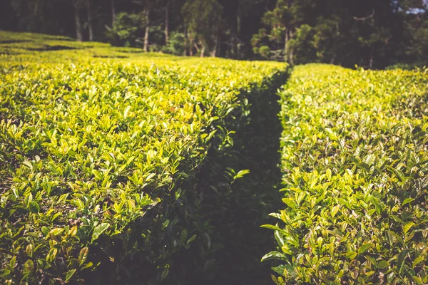 Tea plantation in Porto Formoso. Amazing landscape of outstandin — Stock Photo, Image