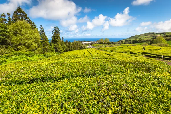 Portugal Azoren eilanden Sao Miguel thee plantage — Stockfoto