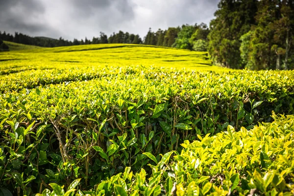 Portugália Azori szigetek Sao Miguel tea ültetvény — Stock Fotó