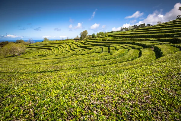 Tea plantation in Porto Formoso. Amazing landscape of outstandin — Stock Photo, Image