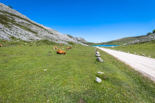 Landschappen rond de Enol Lake, een van de beroemde meren van Covadong — Stockfoto