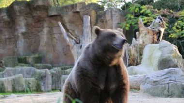 boz ayı gıda madrid zoo arıyorsunuz