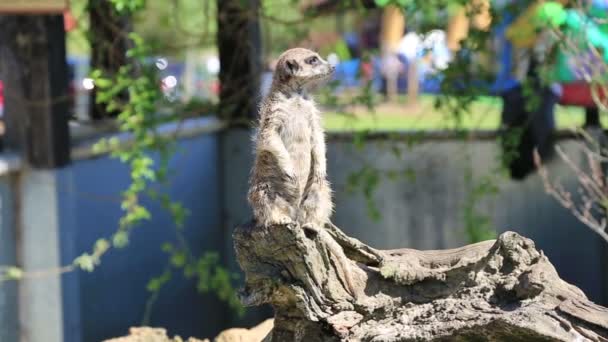 Suricate nebo Surikata stojící v oznámení pozici — Stock video