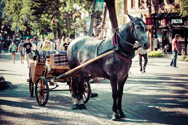 Zakopane, Pologne-3 juillet 2015 : Harnessed Horse debout, au Krupo — Photo
