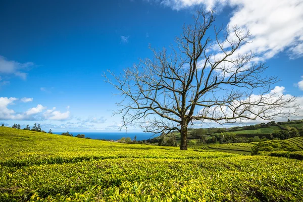 Portugalsko Azorských ostrovů Sao Miguel čajové plantáže — Stock fotografie