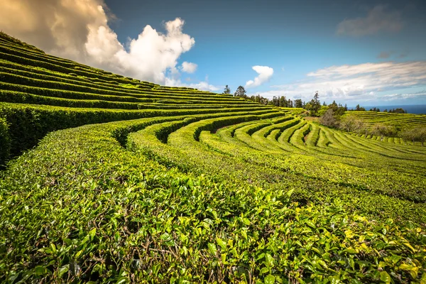 Plantação de chá em Porto Formoso. Paisagem incrível de outstandin — Fotografia de Stock