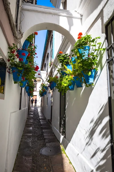 Flowers in blue flowerpot on the walls on streets of Cordoba. Sp — Stock Photo, Image