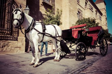 geleneksel at ve araba, cordoba, İspanya - arka plan seyahat